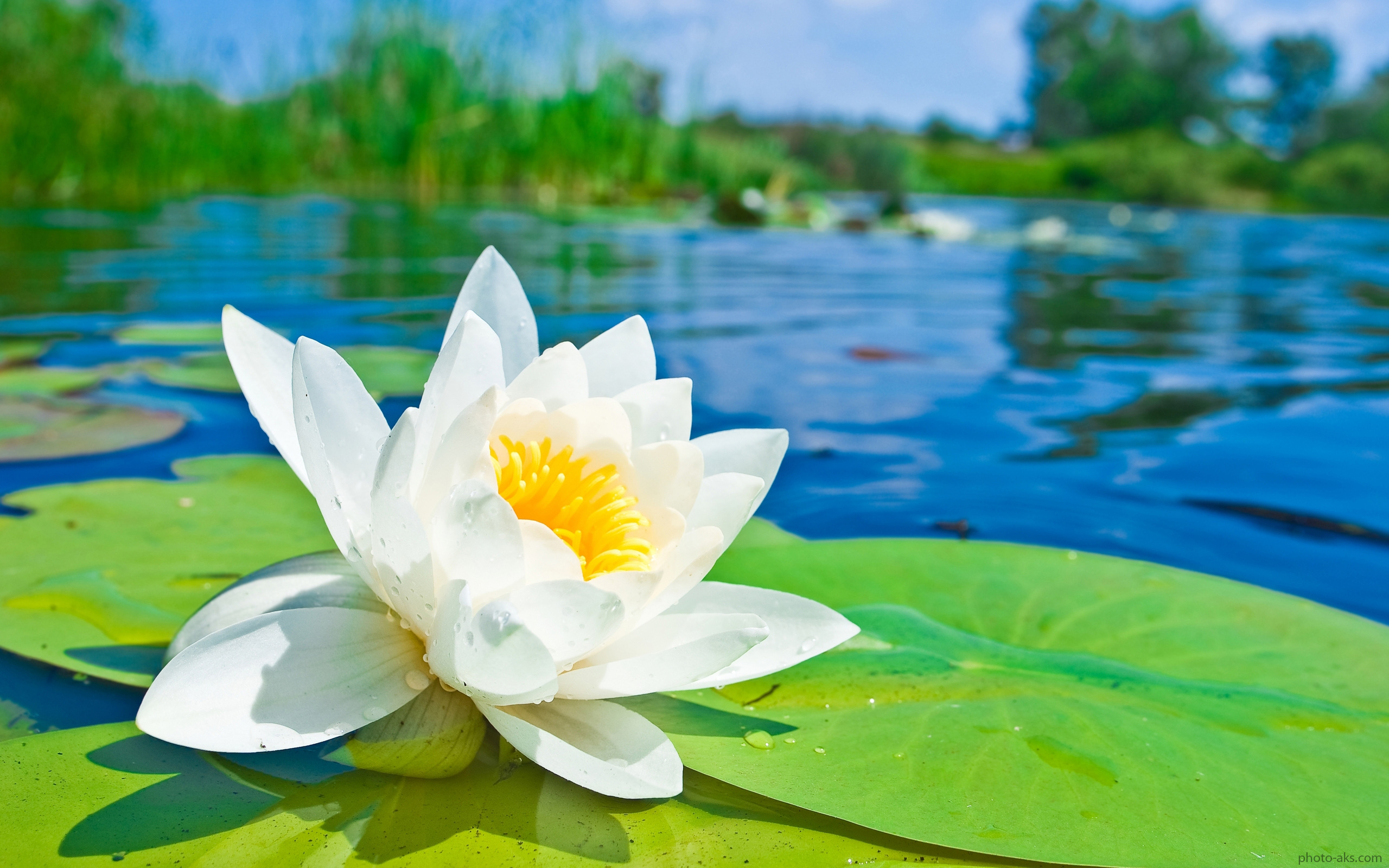 1524805078nature_landscapes_water_lily.jpg